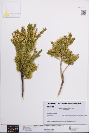 Fabiana imbricata [Espécimen: UCH:EIF:0012132]