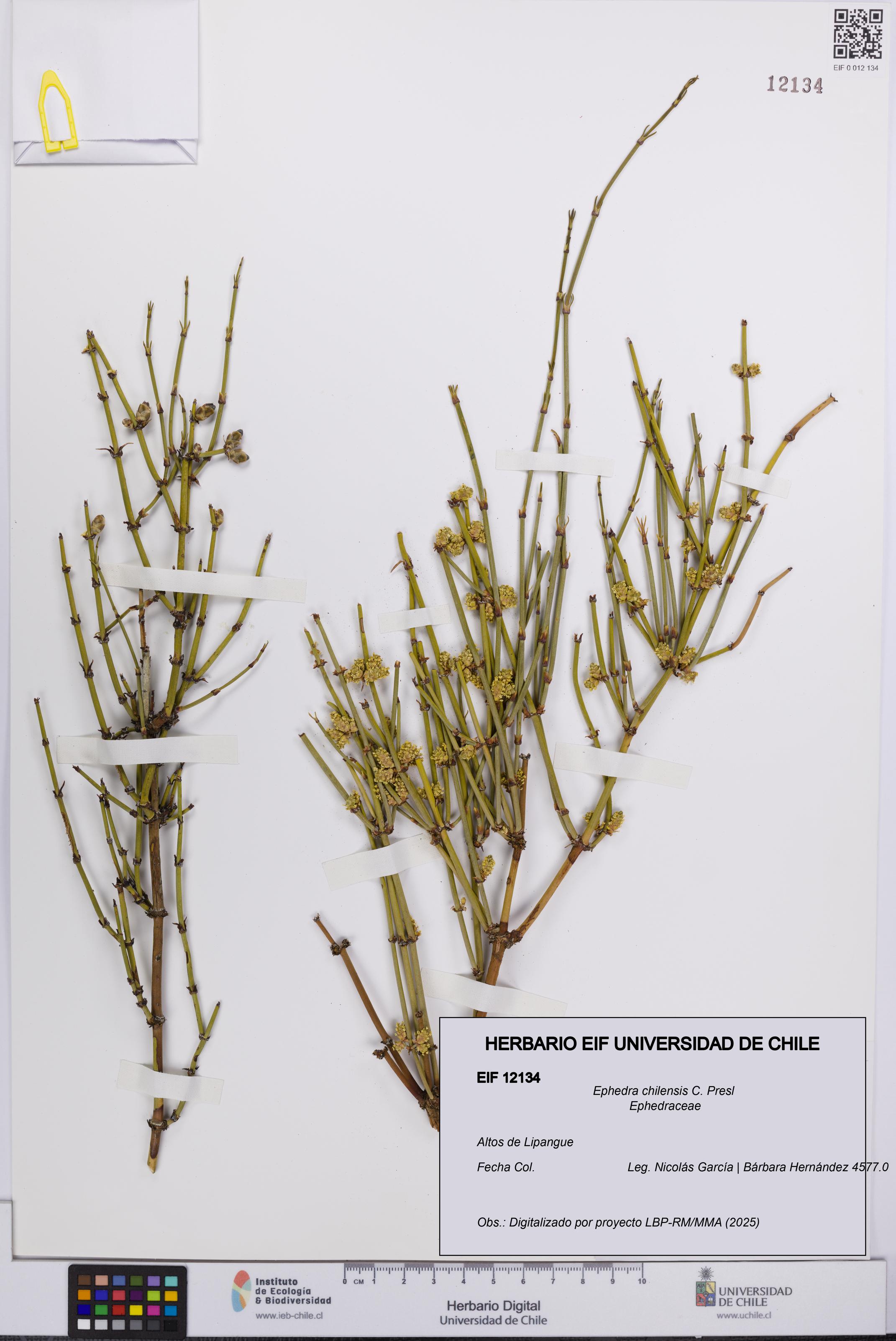 Ephedra chilensis [Espécimen: UCH:EIF:0012134]