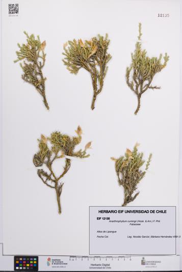 Anarthrophyllum cumingii [Espécimen: UCH:EIF:0012135]