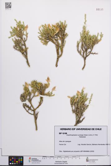 Anarthrophyllum cumingii [Espécimen: UCH:EIF:0012135]