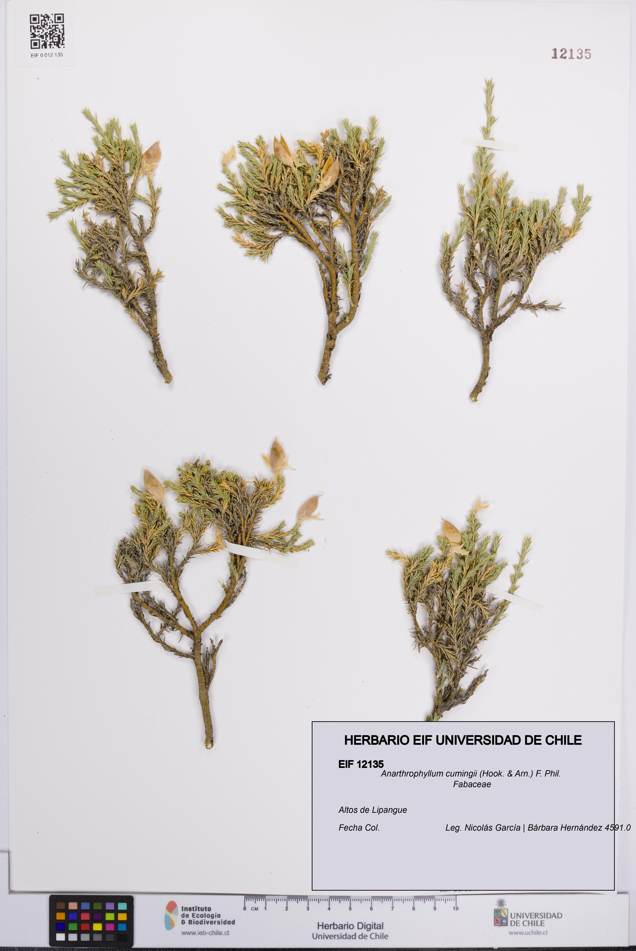 Anarthrophyllum cumingii [Espécimen: UCH:EIF:0012135]