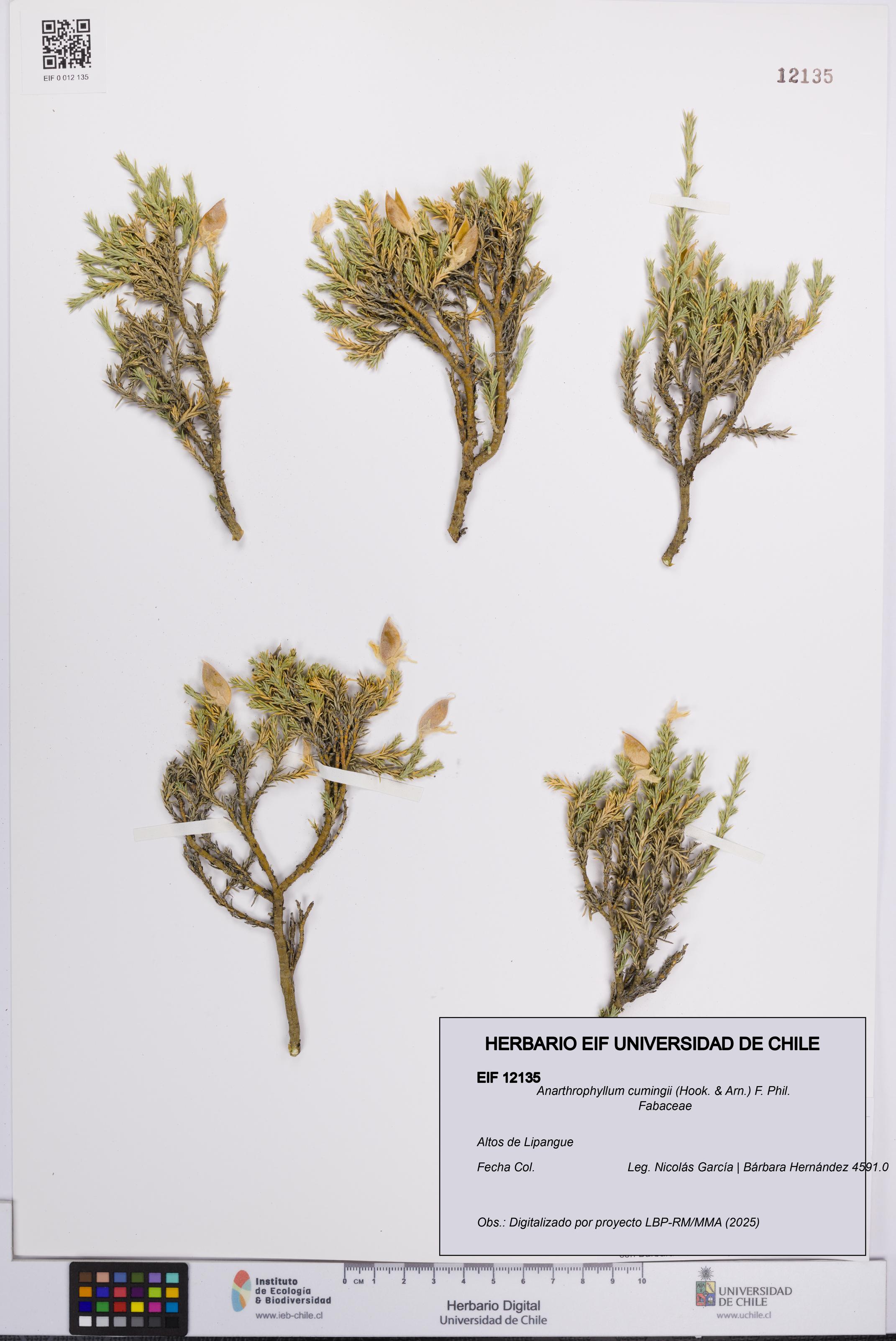 Anarthrophyllum cumingii [Espécimen: UCH:EIF:0012135]