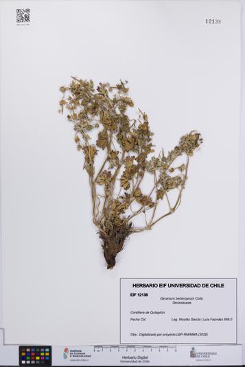 Geranium berteroanum [Espécimen: UCH:EIF:0012138]