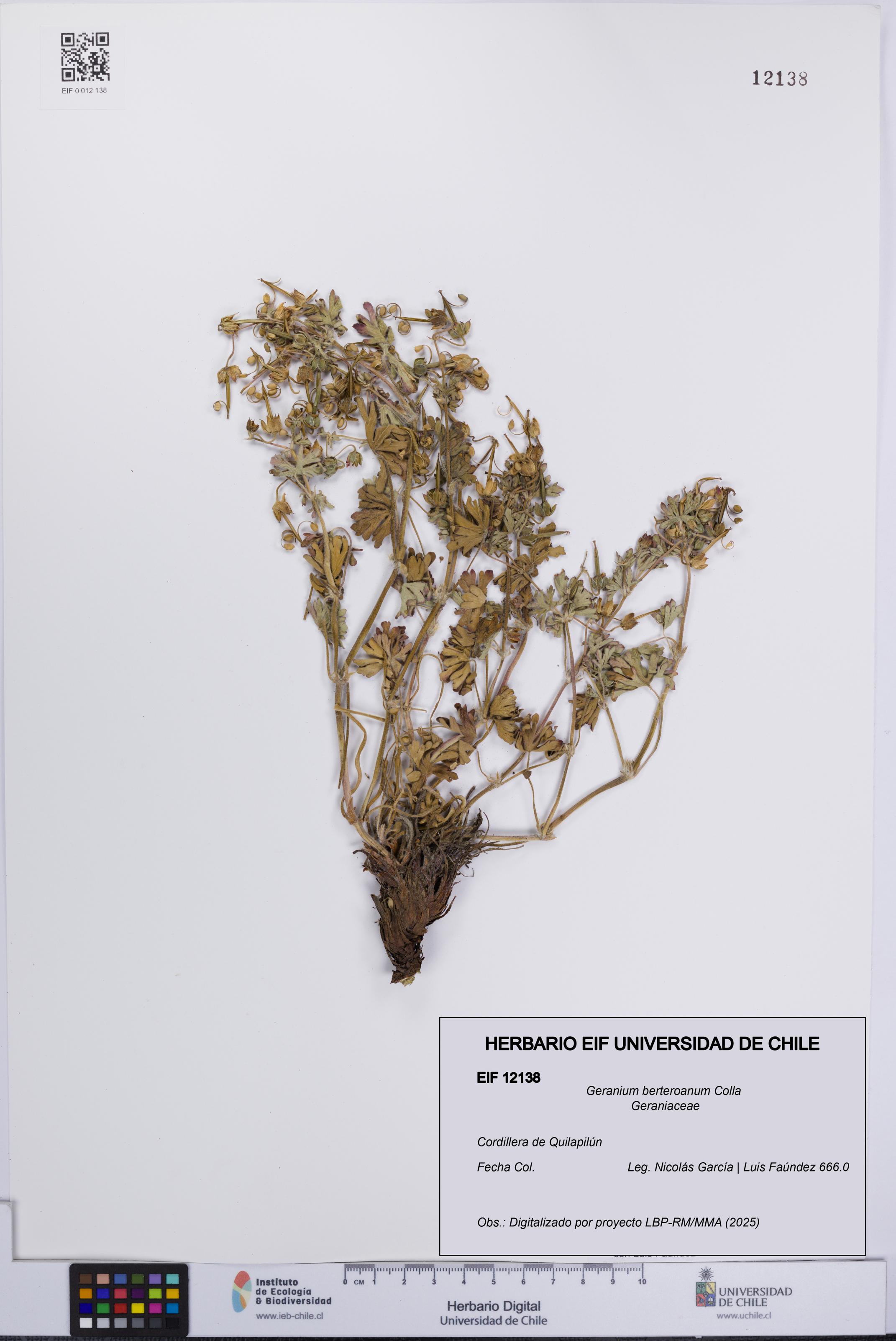 Geranium berteroanum [Espécimen: UCH:EIF:0012138]