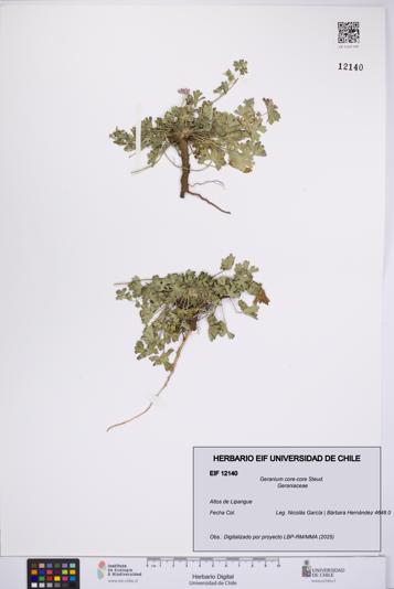 Geranium core-core [Espécimen: UCH:EIF:0012140]