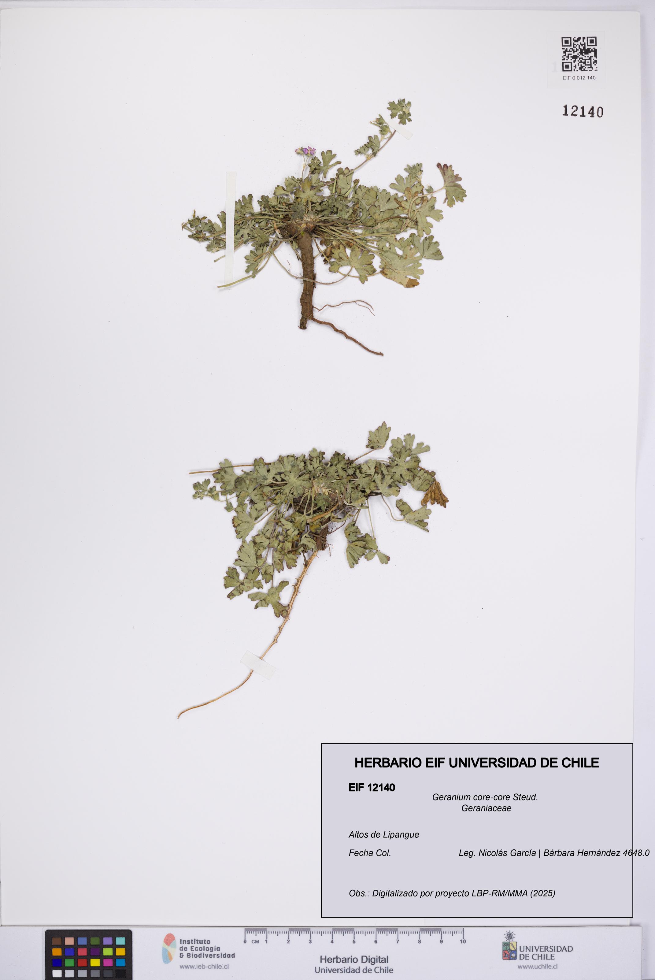 Geranium core-core [Espécimen: UCH:EIF:0012140]