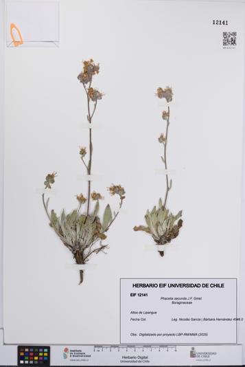 Phacelia secunda [Espécimen: UCH:EIF:0012141]