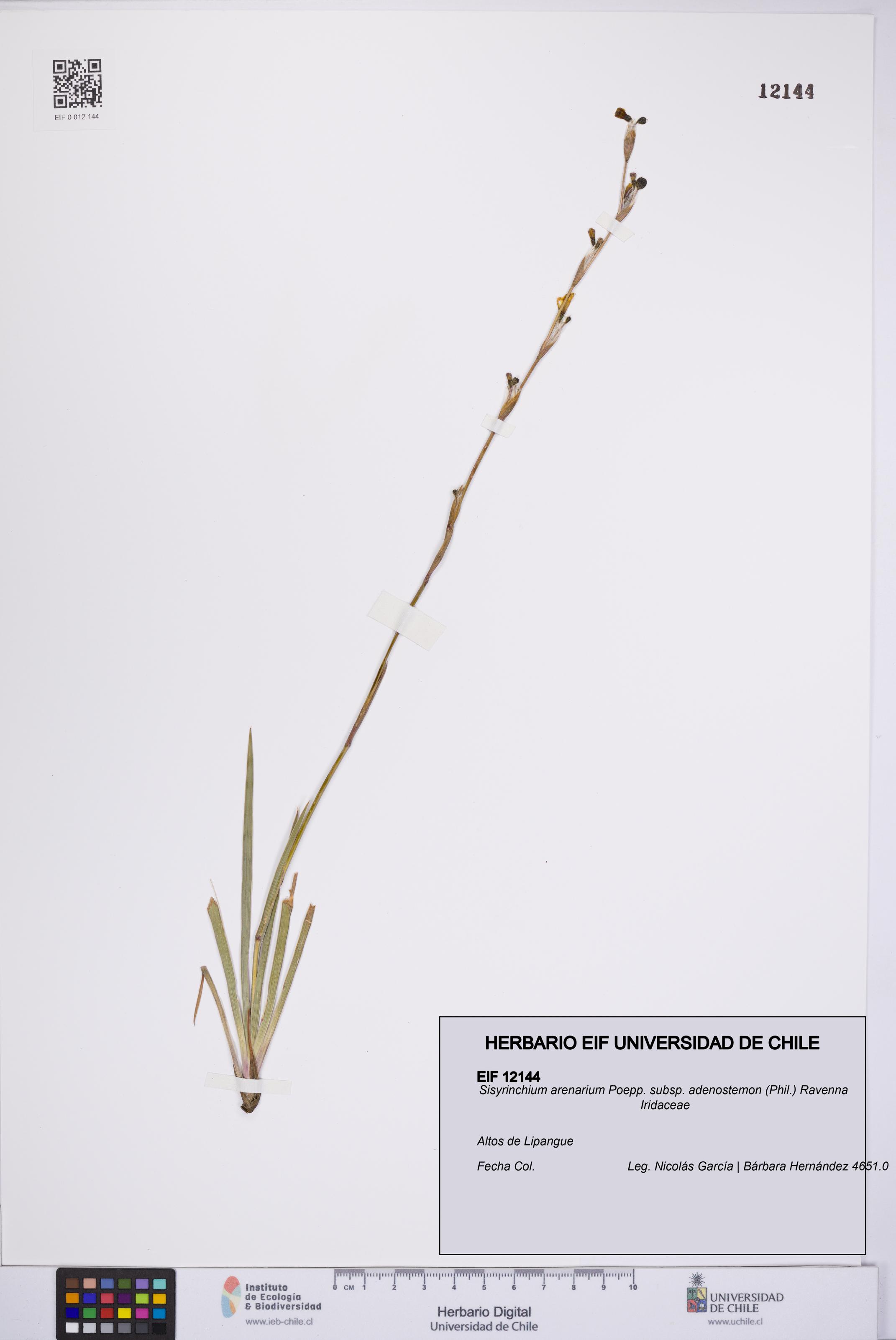 Sisyrinchium arenarium subsp. adenostemon [Espécimen: UCH:EIF:0012144]