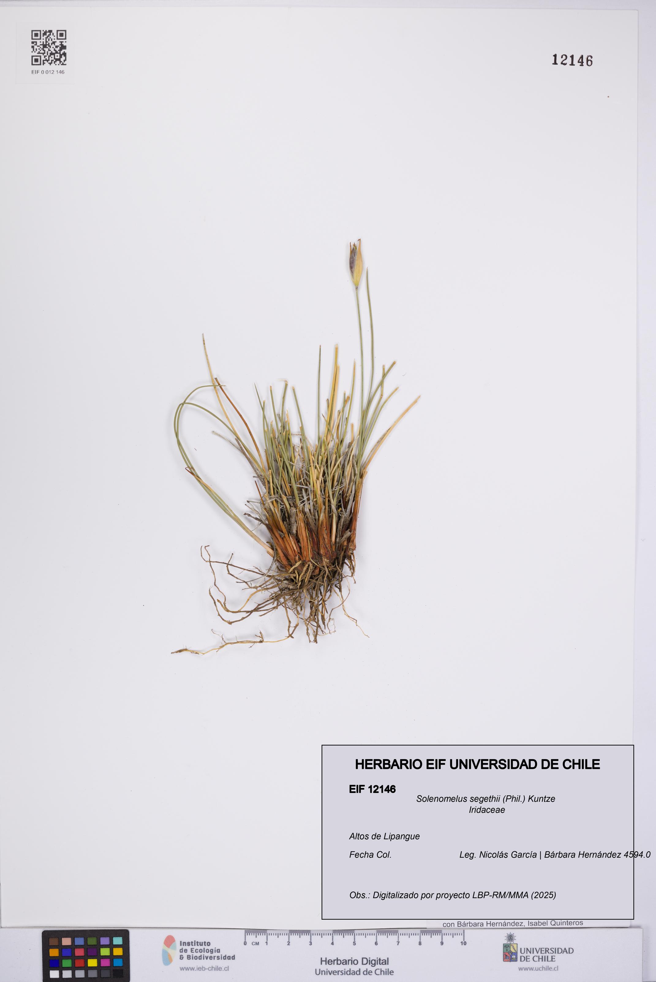 Solenomelus segethii [Espécimen: UCH:EIF:0012146]