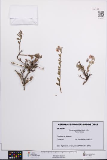 Krameria cistoidea [Espécimen: UCH:EIF:0012156]