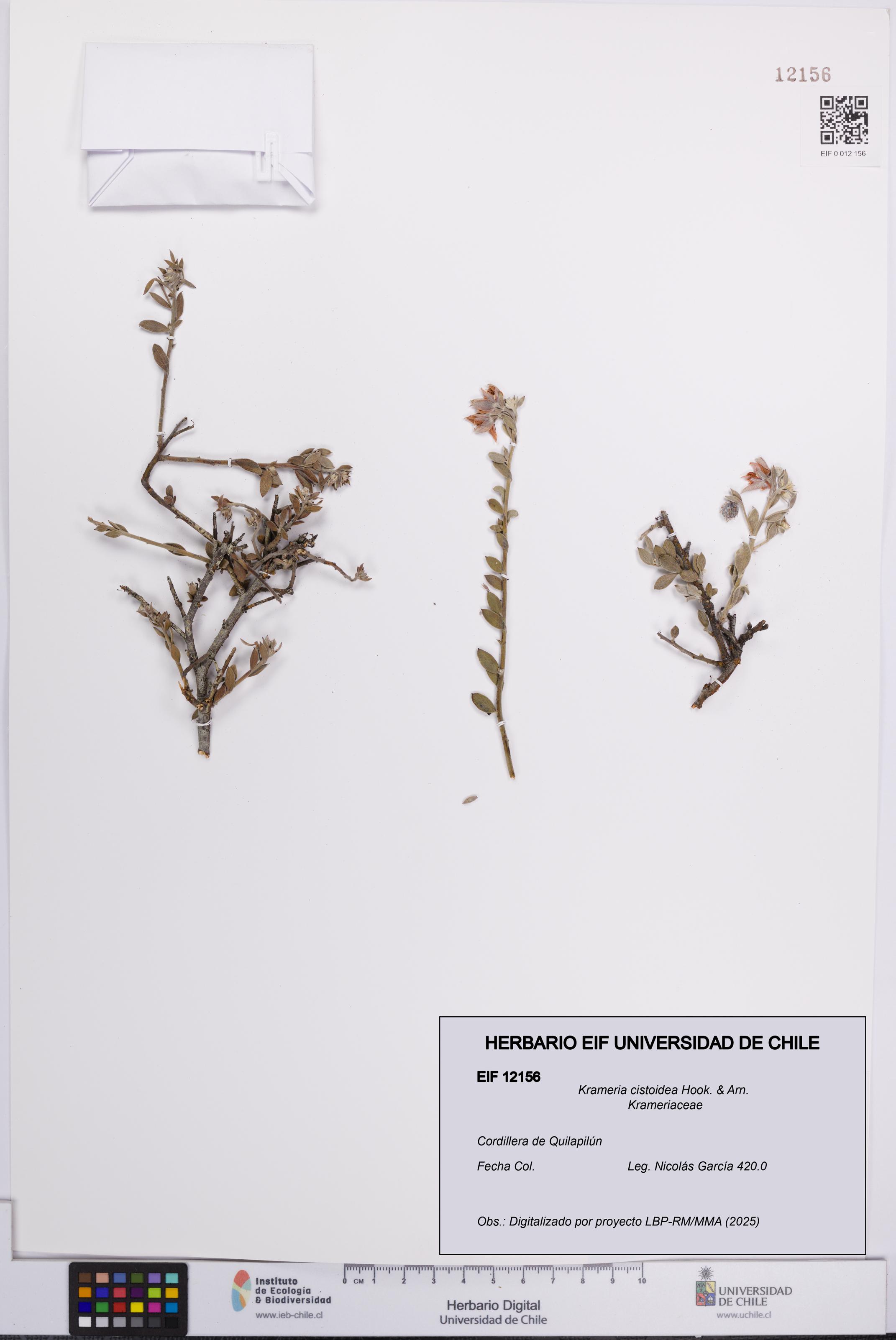 Krameria cistoidea [Espécimen: UCH:EIF:0012156]