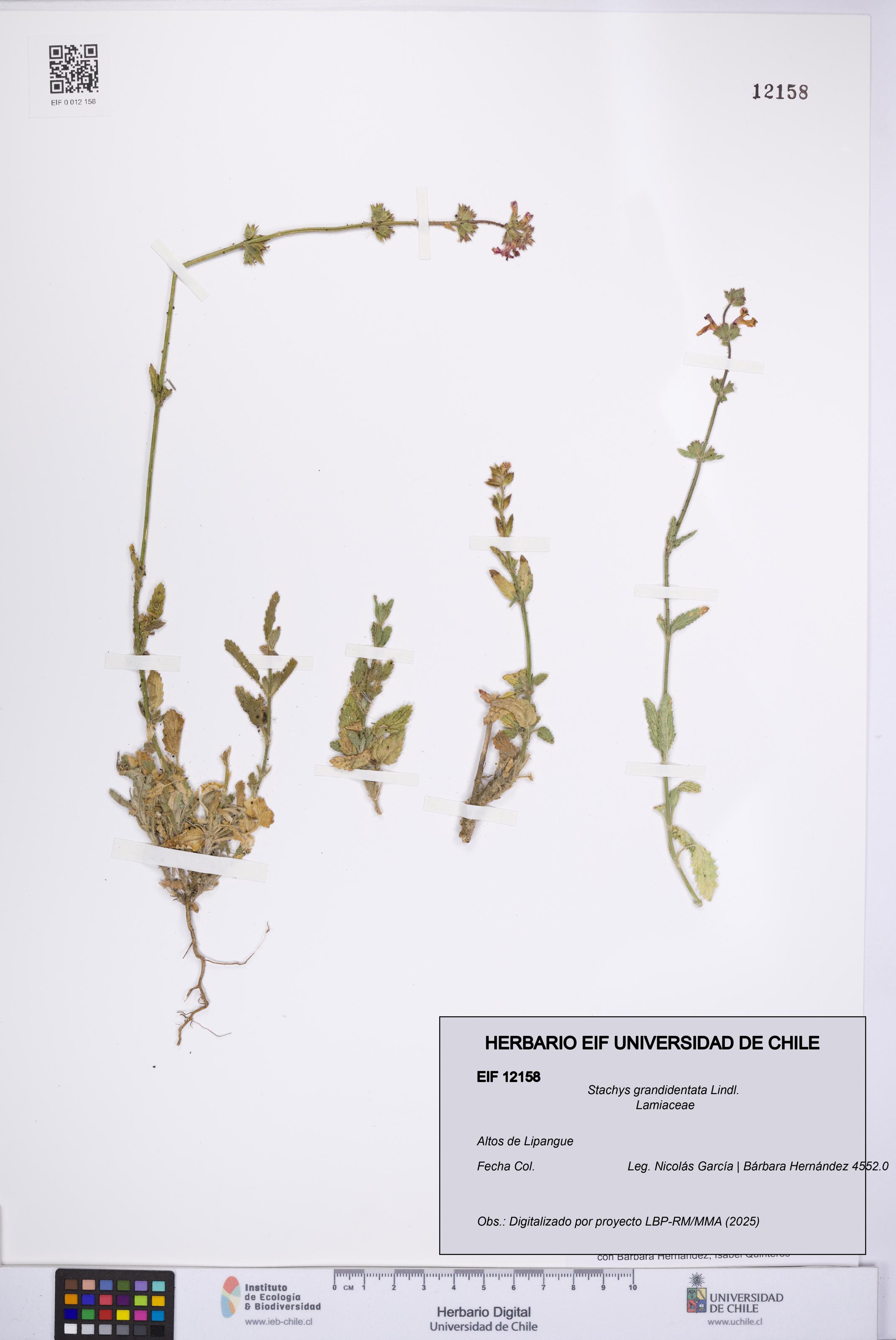 Stachys grandidentata [Espécimen: UCH:EIF:0012158]