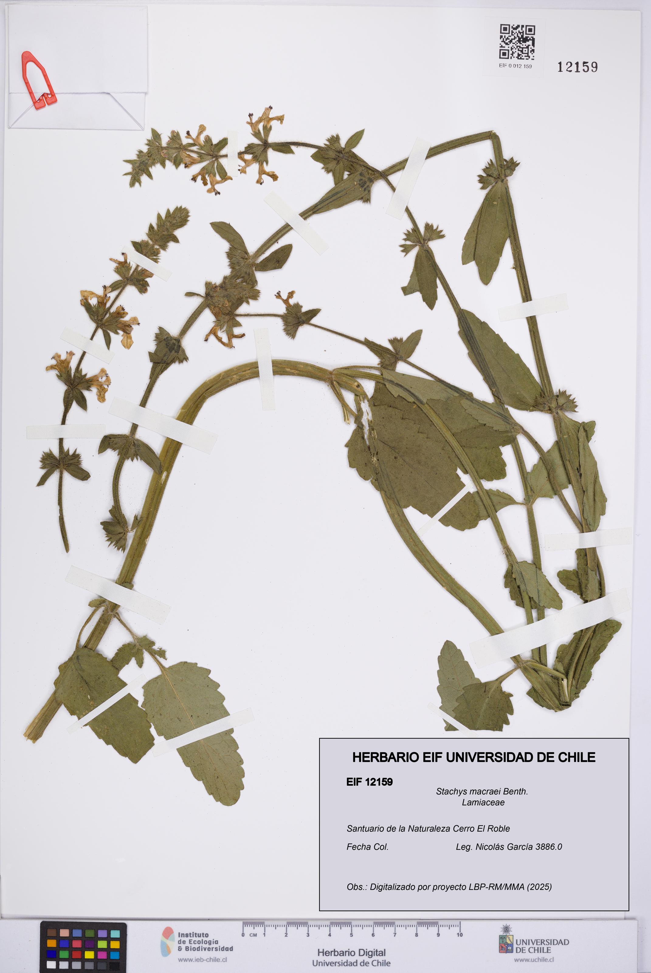 Stachys macraei [Espécimen: UCH:EIF:0012159]