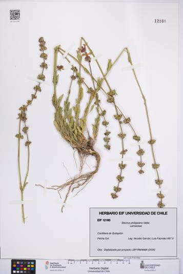 Stachys philippiana [Espécimen: UCH:EIF:0012160]