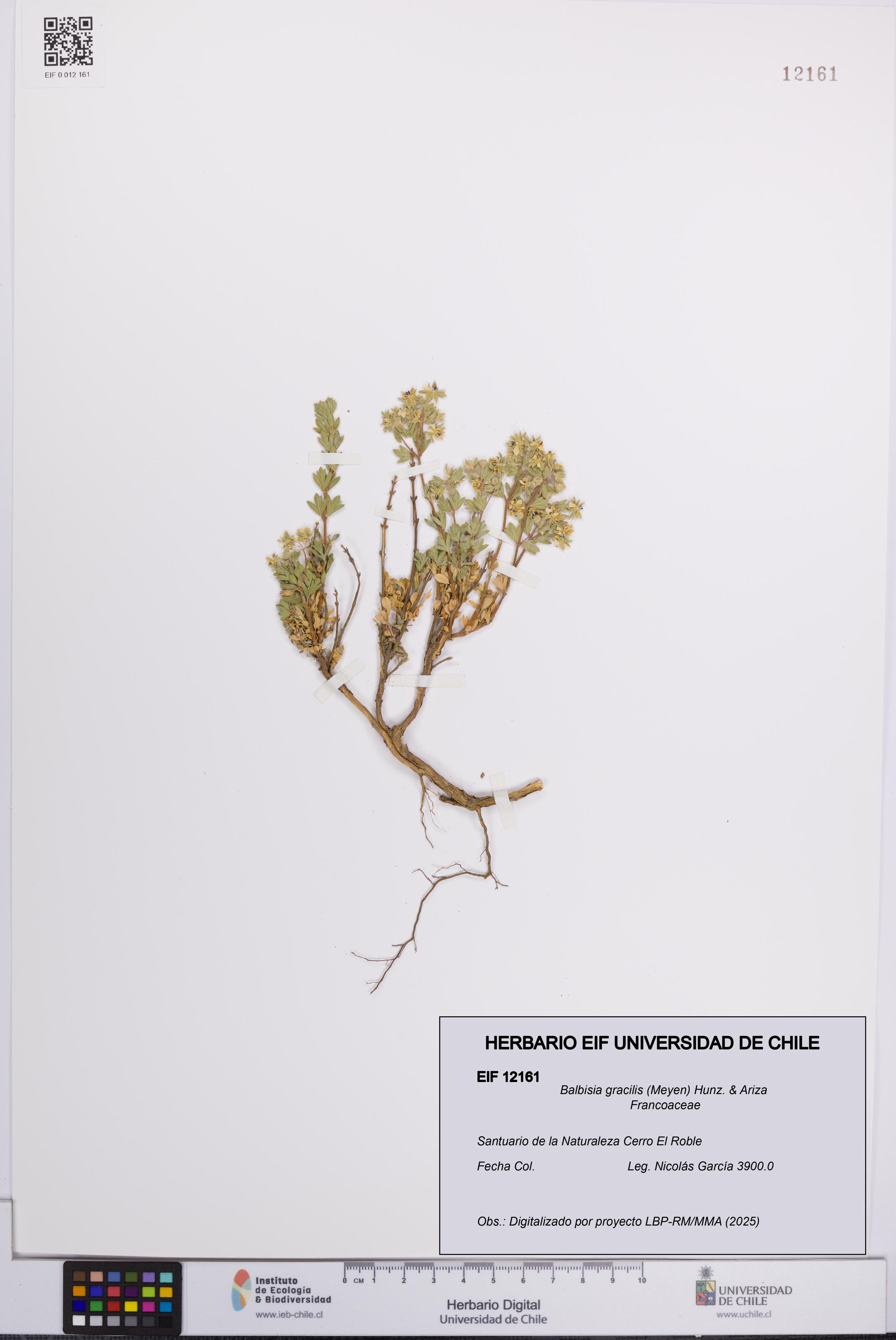 Balbisia gracilis [Espécimen: UCH:EIF:0012161]