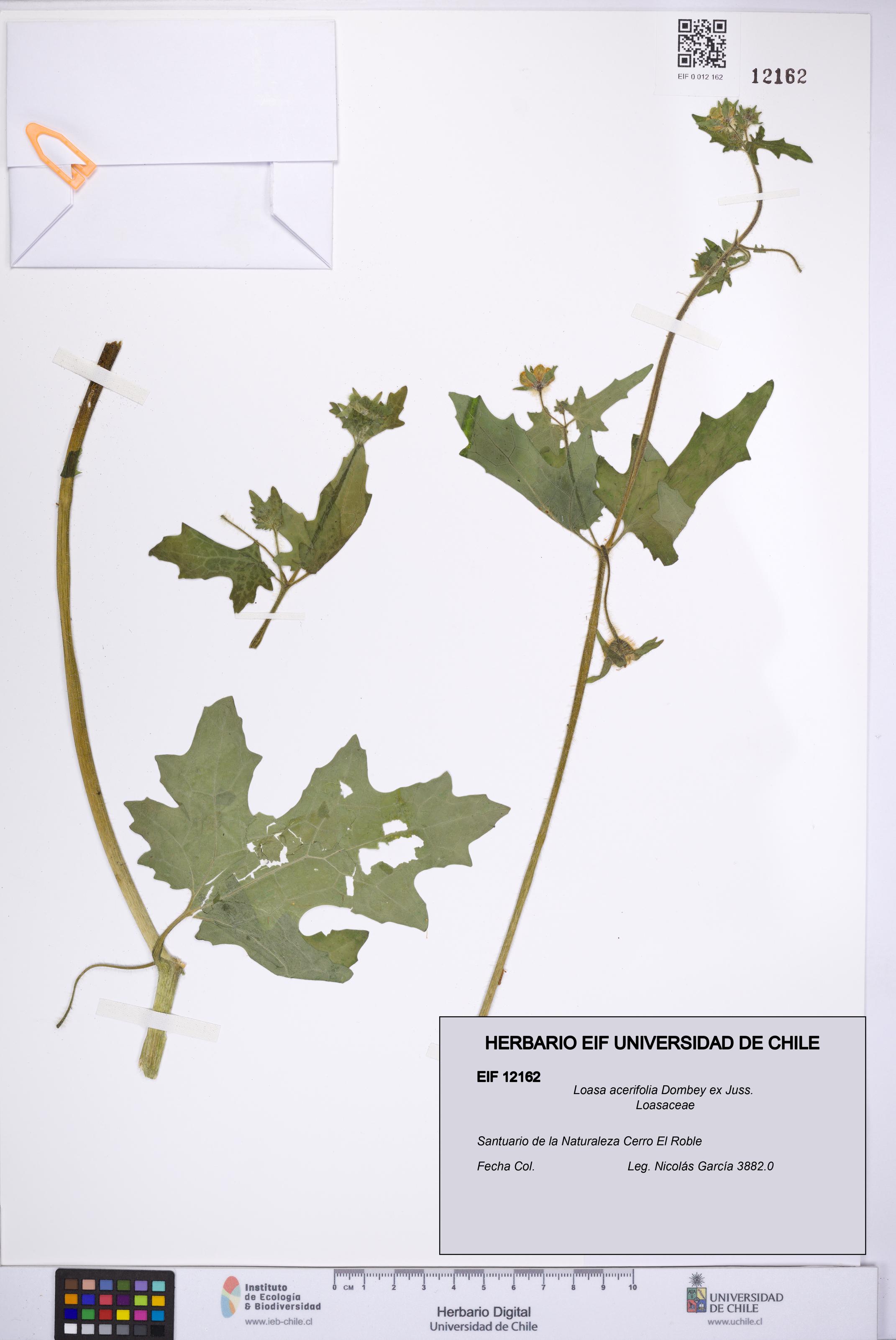 Loasa acerifolia [Espécimen: UCH:EIF:0012162]