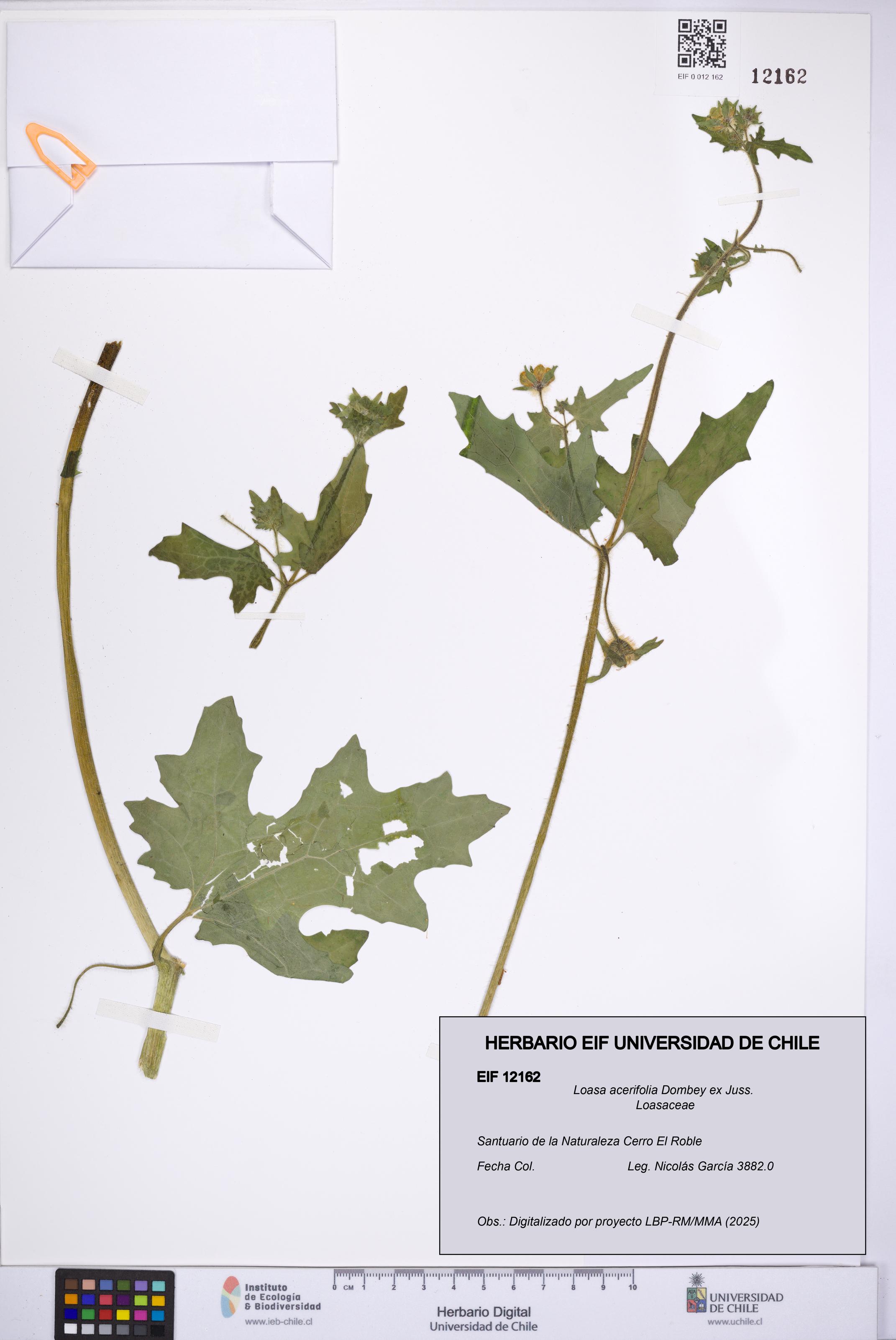 Loasa acerifolia [Espécimen: UCH:EIF:0012162]