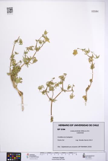 Loasa prostrata [Espécimen: UCH:EIF:0012164]