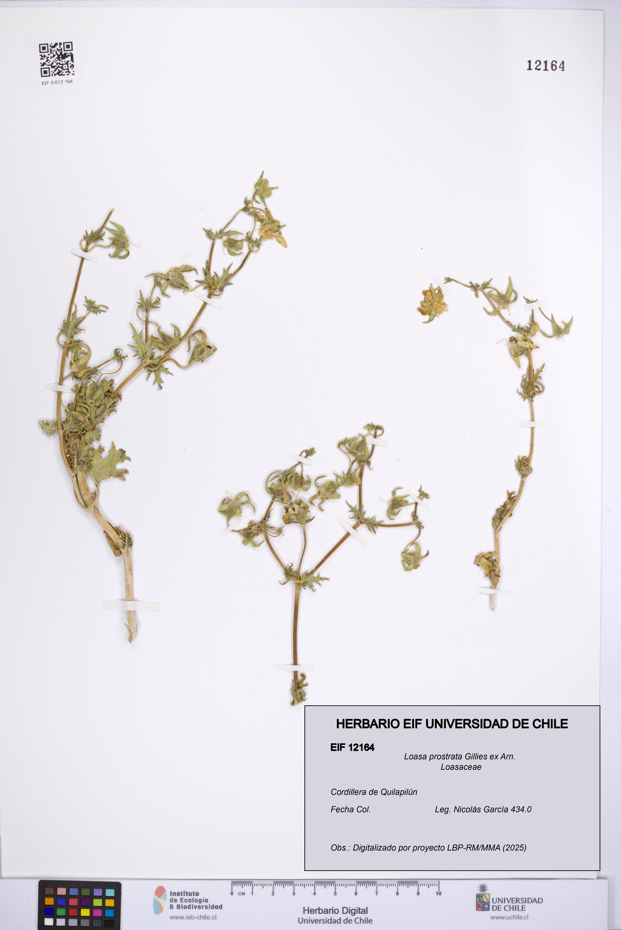 Loasa prostrata [Espécimen: UCH:EIF:0012164]