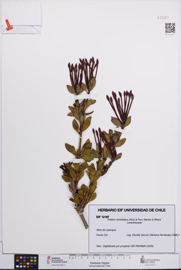 Tristerix verticillatus [Espécimen: UCH:EIF:0012167]