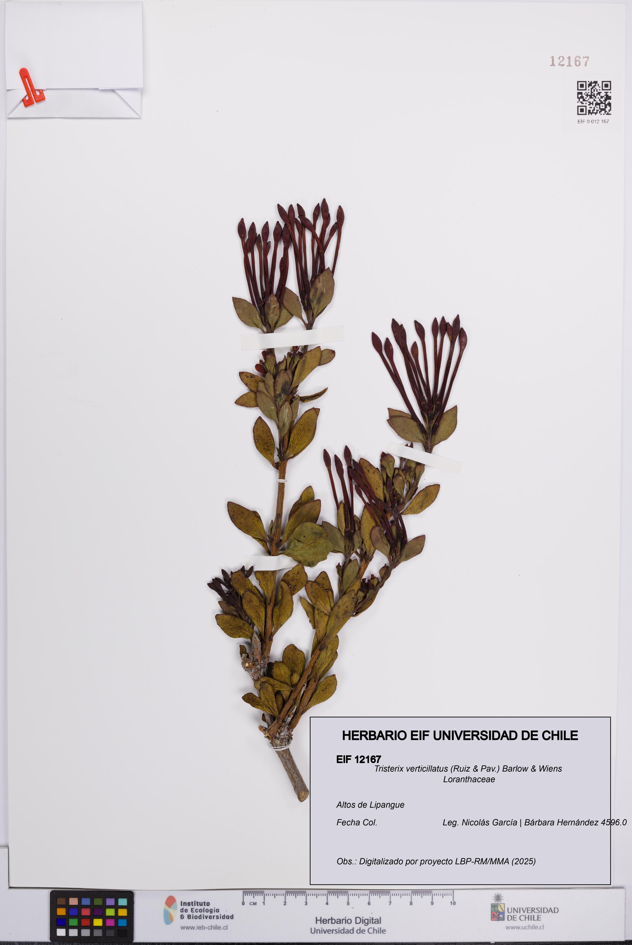 Tristerix verticillatus [Espécimen: UCH:EIF:0012167]