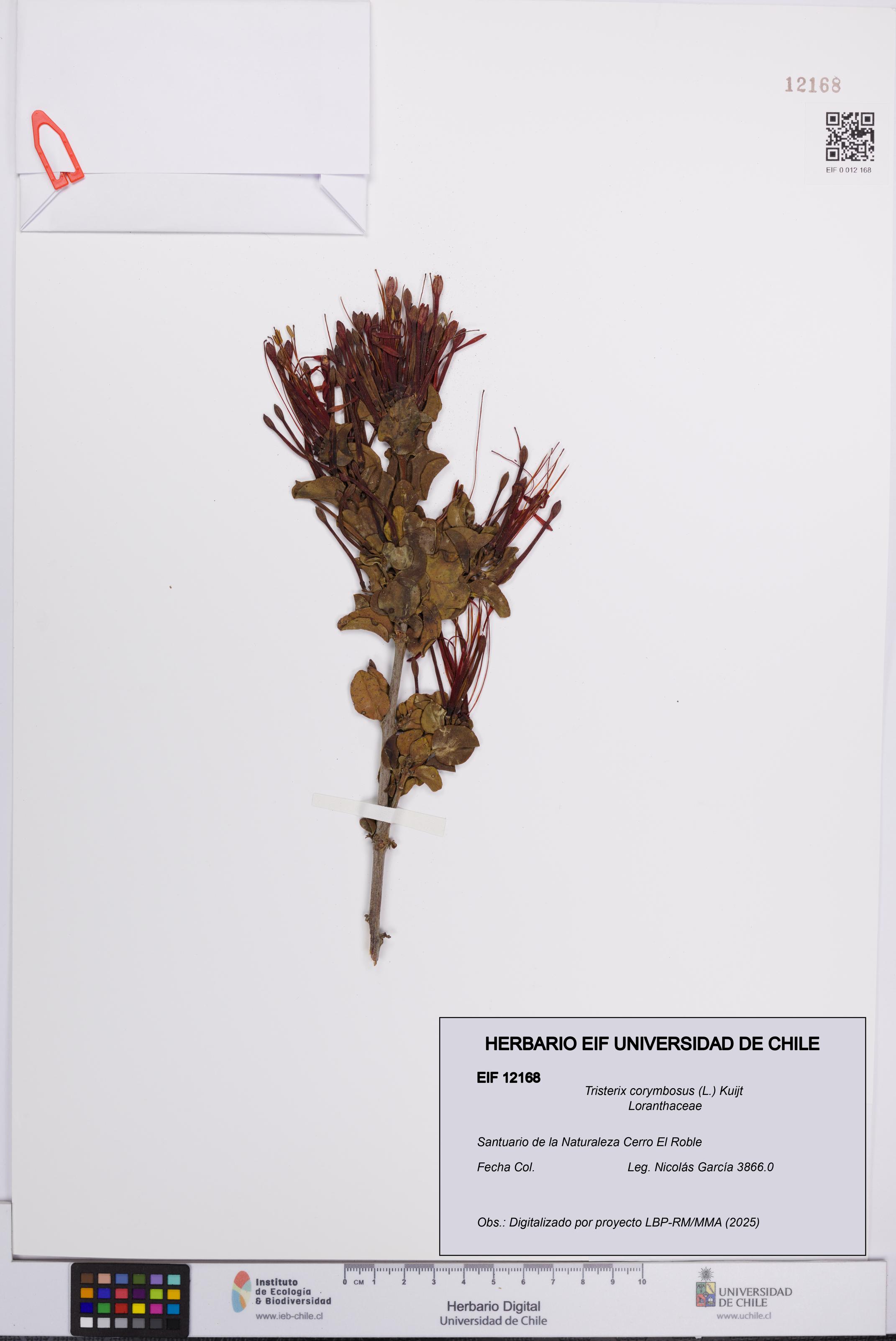 Tristerix corymbosus [Espécimen: UCH:EIF:0012168]