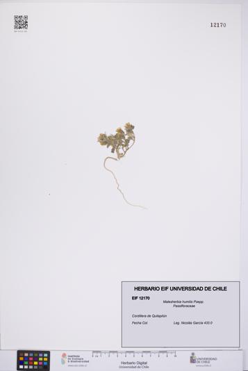 Malesherbia humilis [Espécimen: UCH:EIF:0012170]