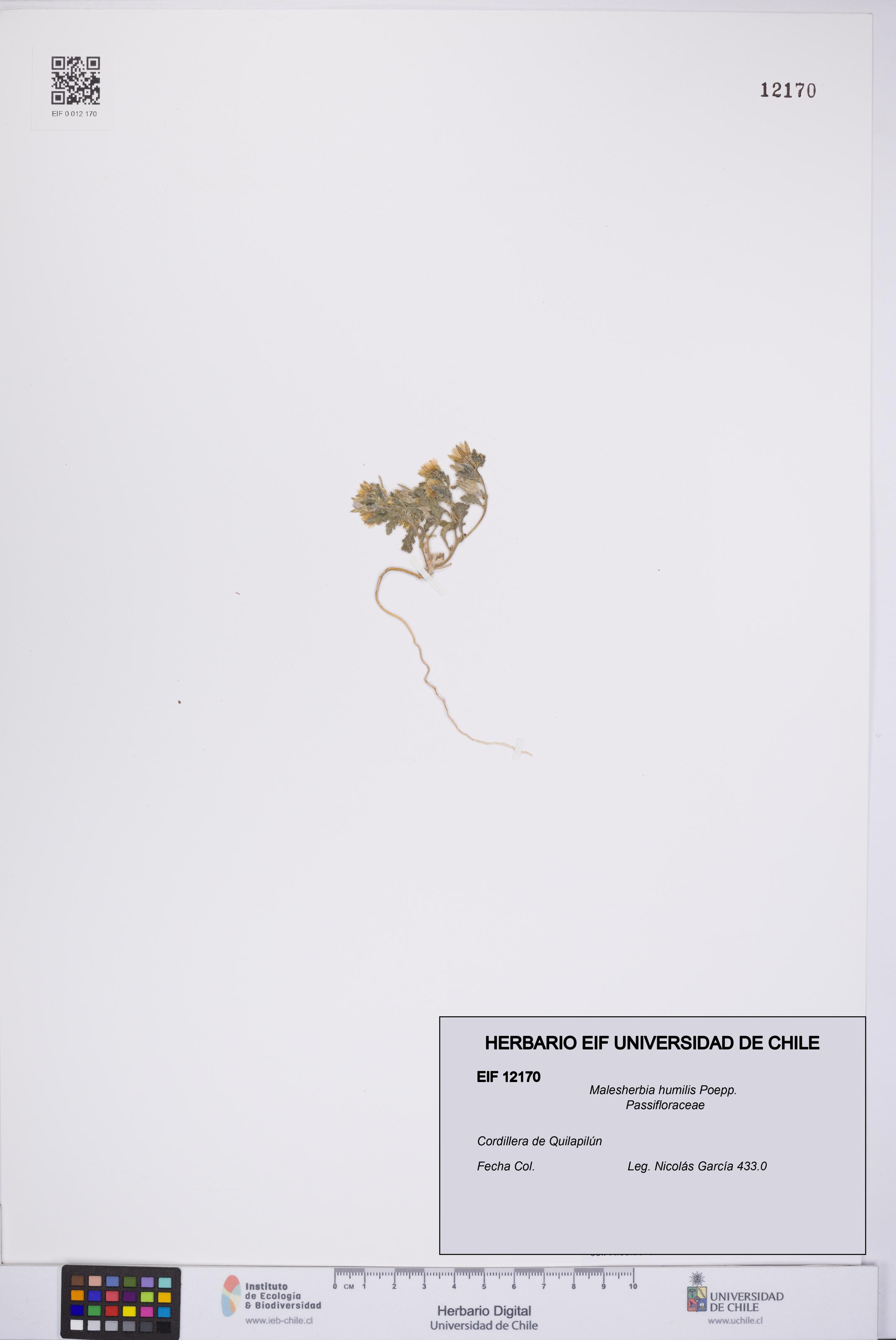 Malesherbia humilis [Espécimen: UCH:EIF:0012170]
