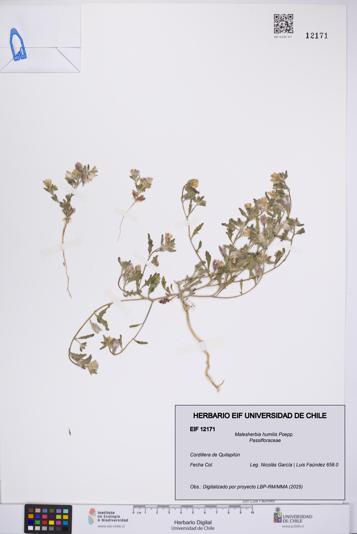 Malesherbia humilis [Espécimen: UCH:EIF:0012171]