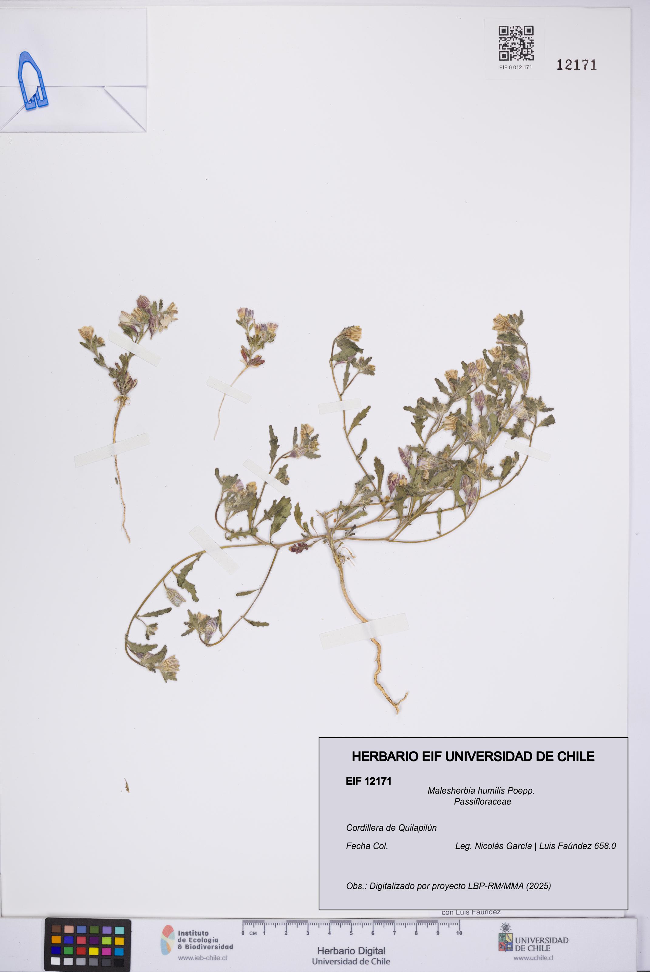 Malesherbia humilis [Espécimen: UCH:EIF:0012171]