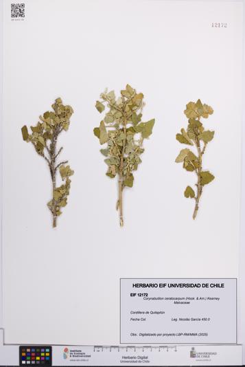 Corynabutilon ceratocarpum [Espécimen: UCH:EIF:0012172]