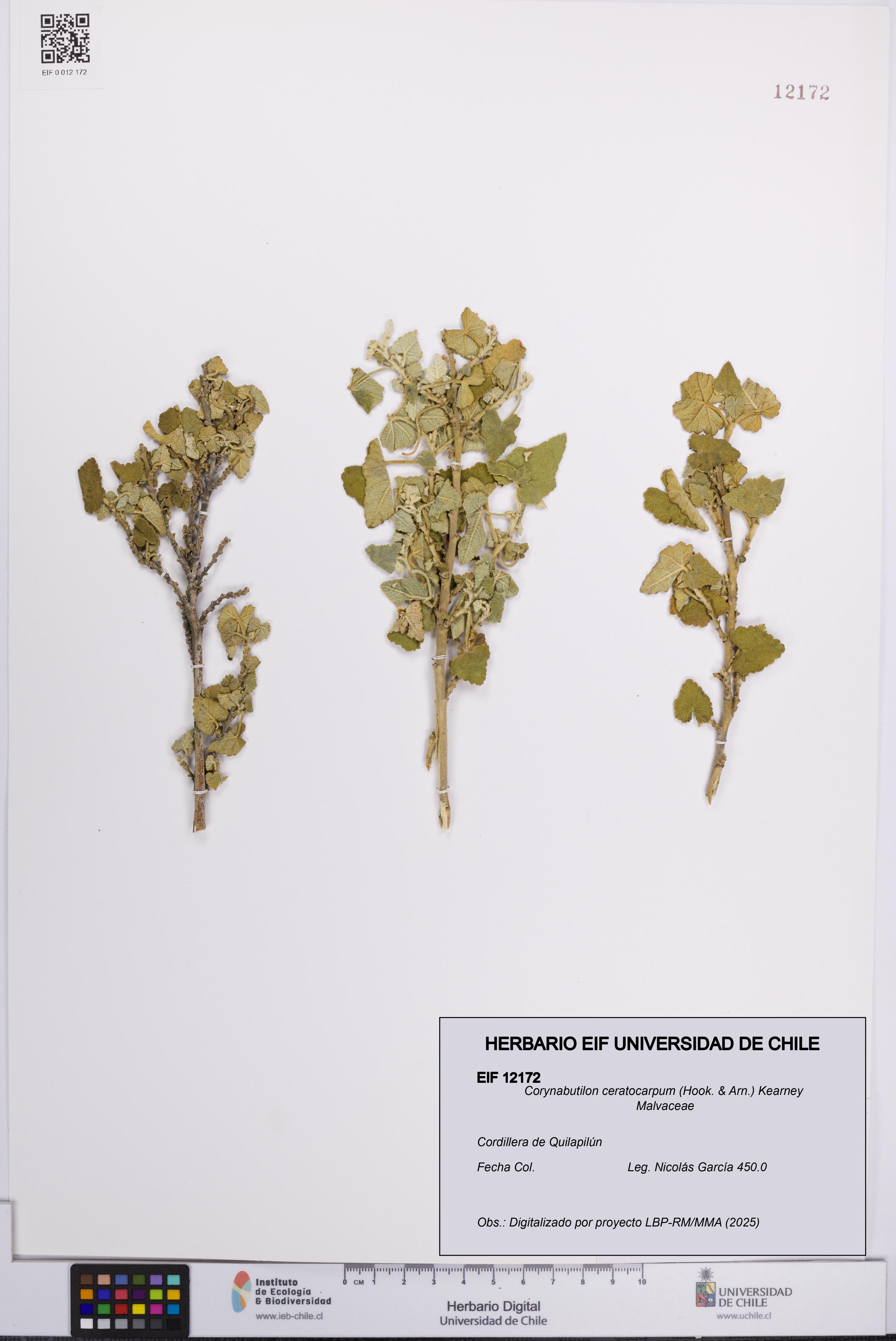 Corynabutilon ceratocarpum [Espécimen: UCH:EIF:0012172]
