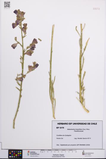 Malesherbia linearifolia [Espécimen: UCH:EIF:0012173]
