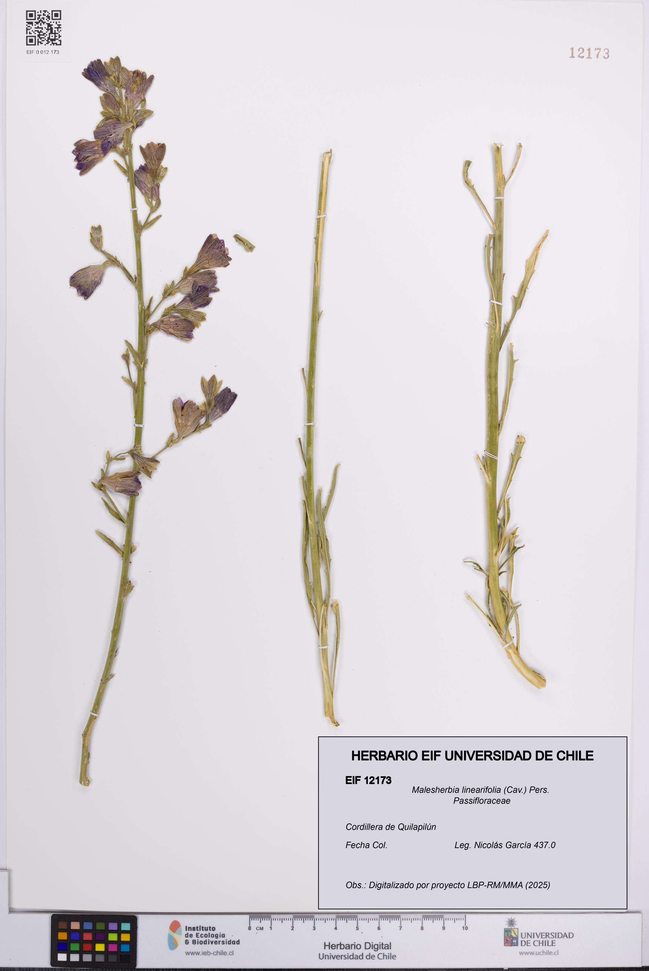 Malesherbia linearifolia [Espécimen: UCH:EIF:0012173]