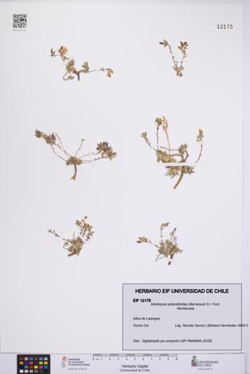 Montiopsis potentilloides [Espécimen: UCH:EIF:0012175]