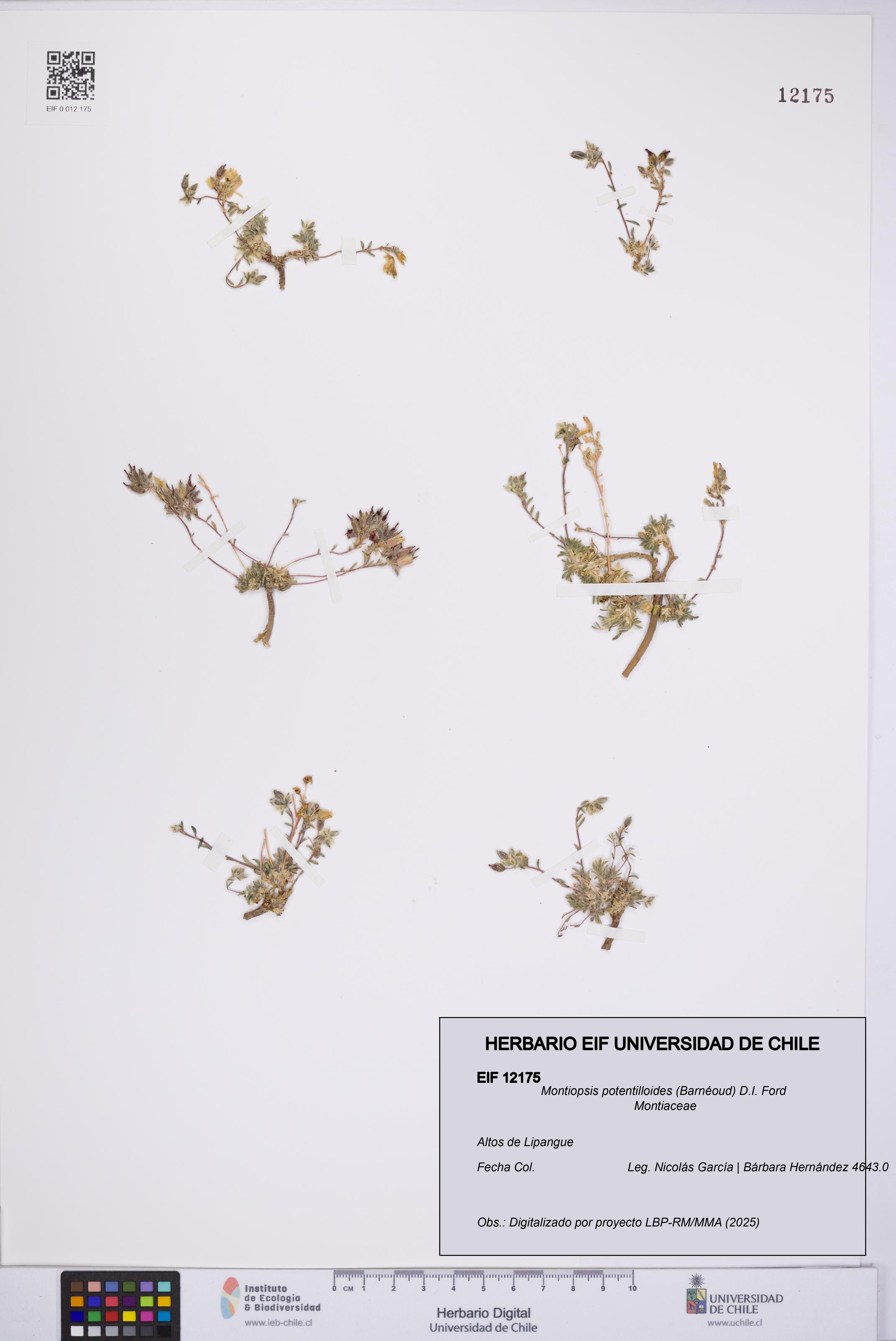 Montiopsis potentilloides [Espécimen: UCH:EIF:0012175]
