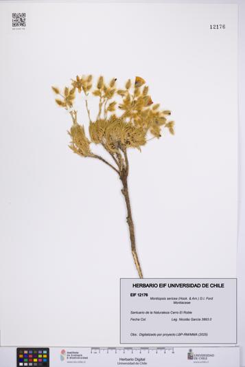 Montiopsis sericea [Espécimen: UCH:EIF:0012176]