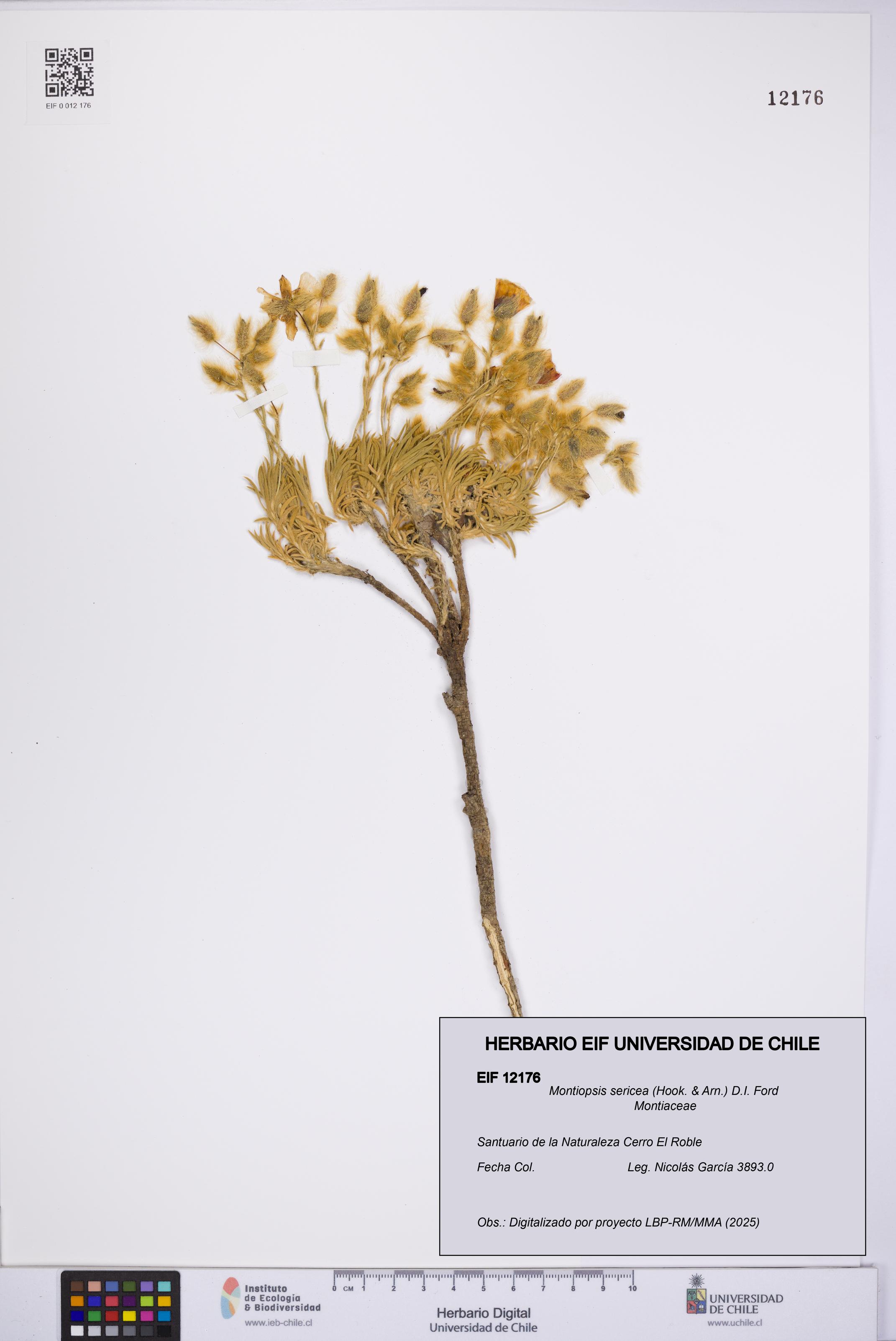 Montiopsis sericea [Espécimen: UCH:EIF:0012176]