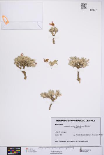 Montiopsis sericea [Espécimen: UCH:EIF:0012177]