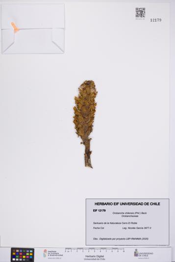 Orobanche chilensis [Espécimen: UCH:EIF:0012179]