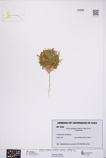 Oxalis compacta [Espécimen: UCH:EIF:0012182]