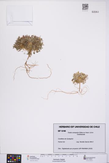 Oxalis compacta [Espécimen: UCH:EIF:0012183]