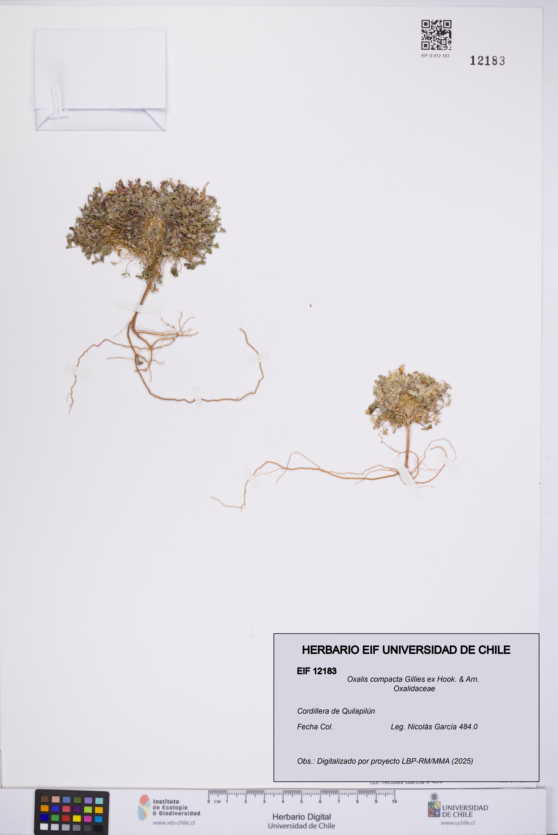 Oxalis compacta [Espécimen: UCH:EIF:0012183]