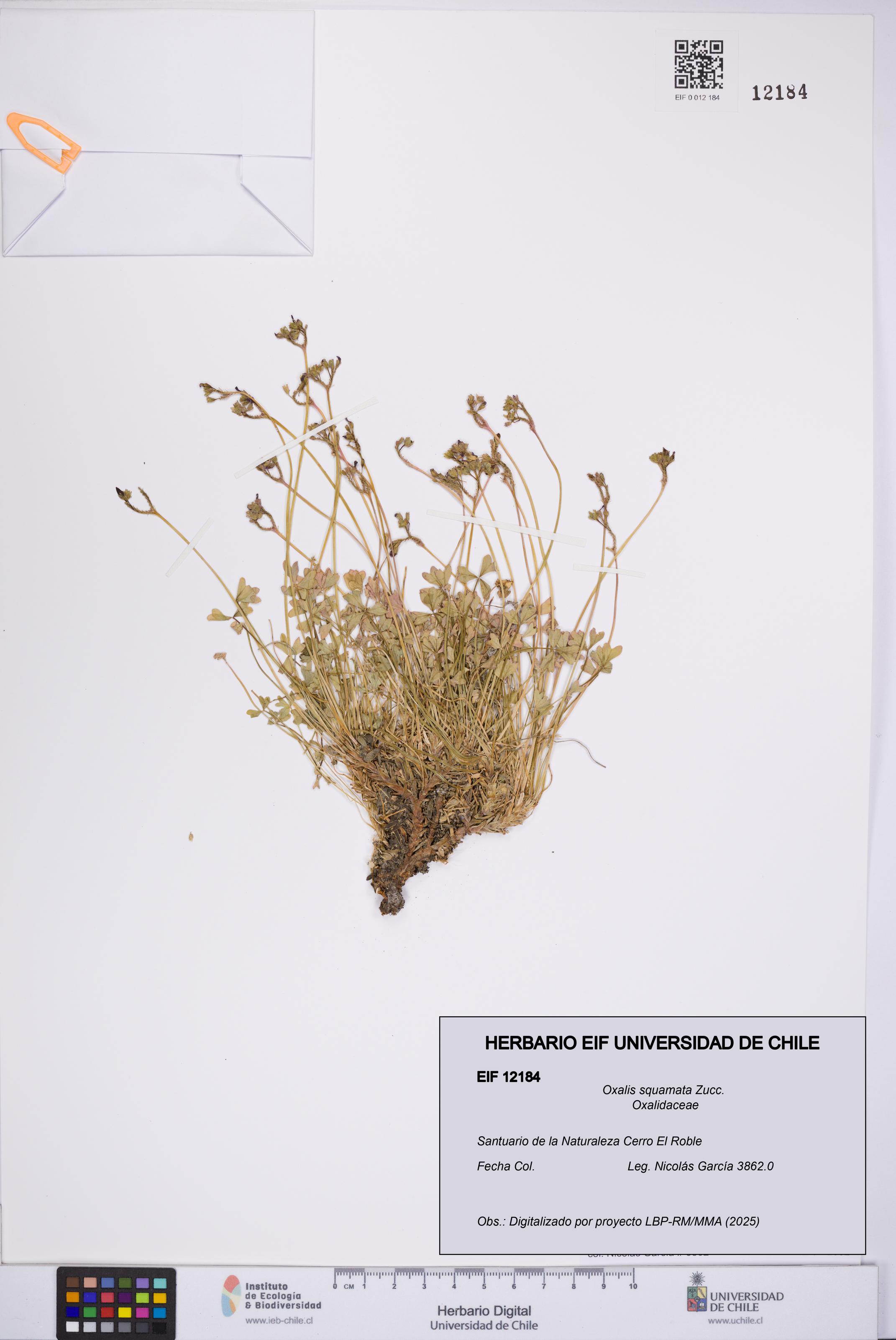 Oxalis squamata [Espécimen: UCH:EIF:0012184]