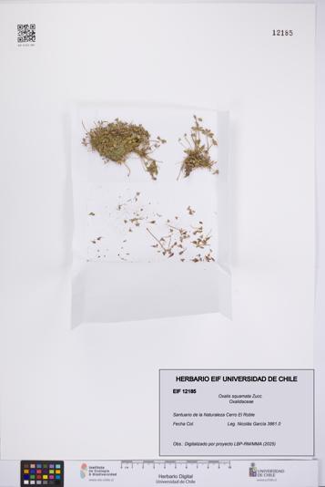 Oxalis squamata [Espécimen: UCH:EIF:0012185]