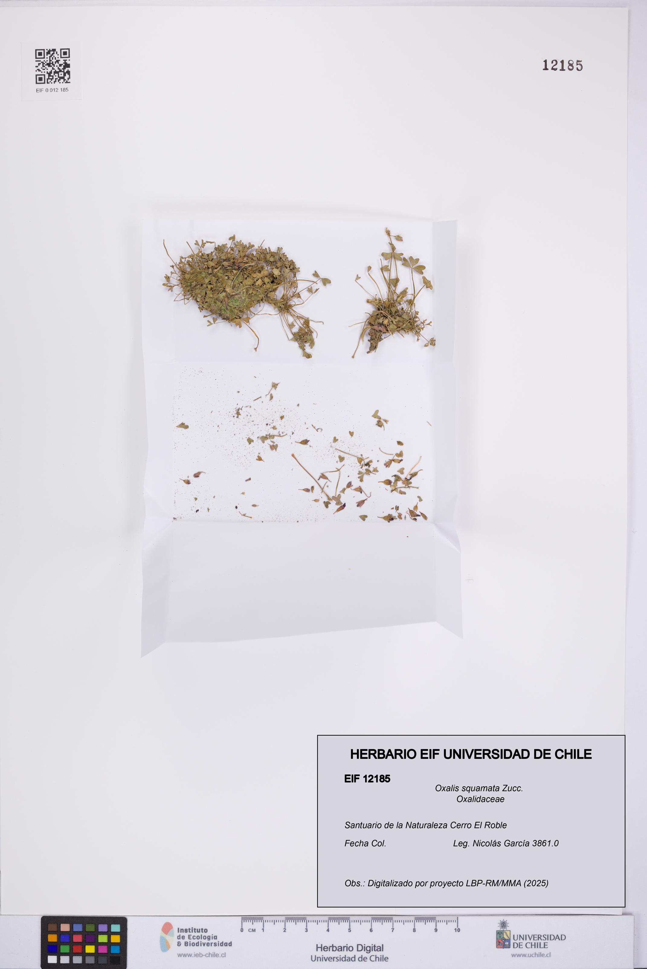 Oxalis squamata [Espécimen: UCH:EIF:0012185]