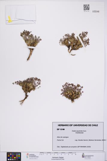 Oxalis squamata [Espécimen: UCH:EIF:0012186]