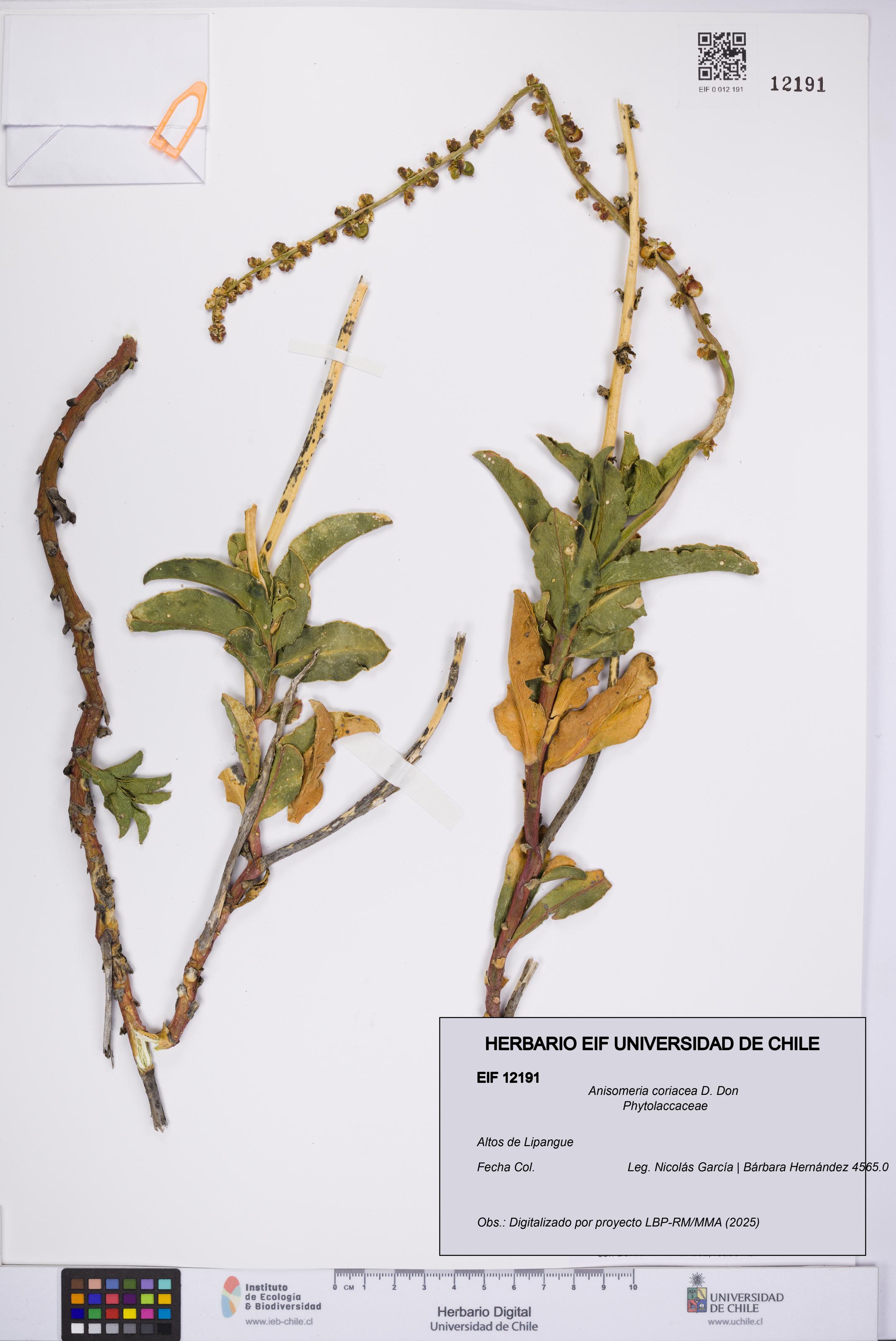 Anisomeria coriacea [Espécimen: UCH:EIF:0012191]