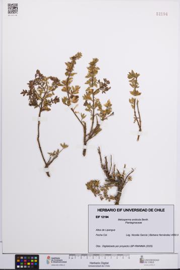 Melosperma andicola [Espécimen: UCH:EIF:0012194]