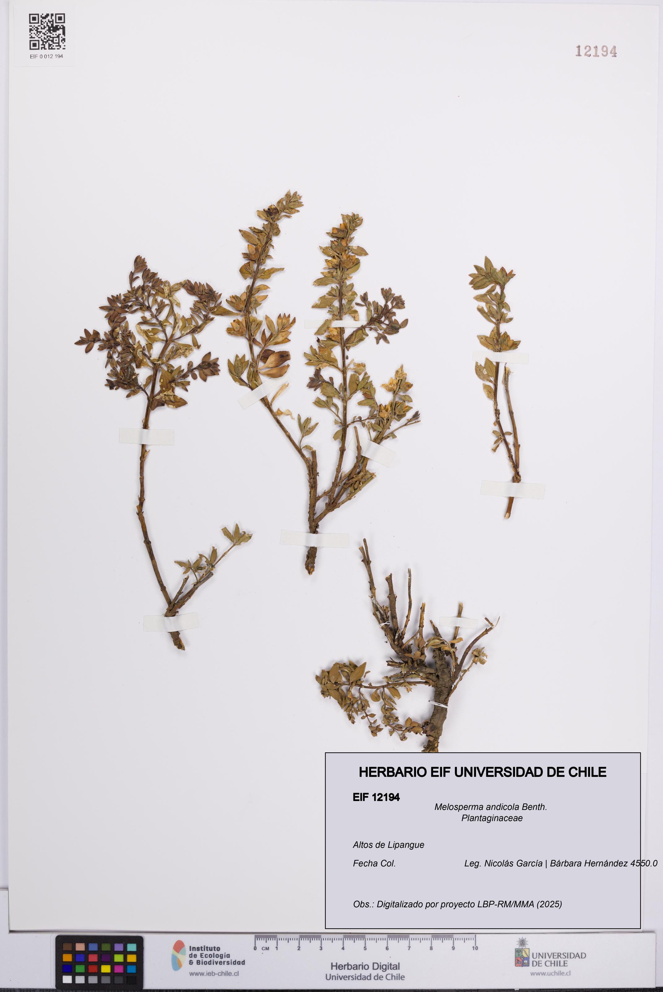 Melosperma andicola [Espécimen: UCH:EIF:0012194]